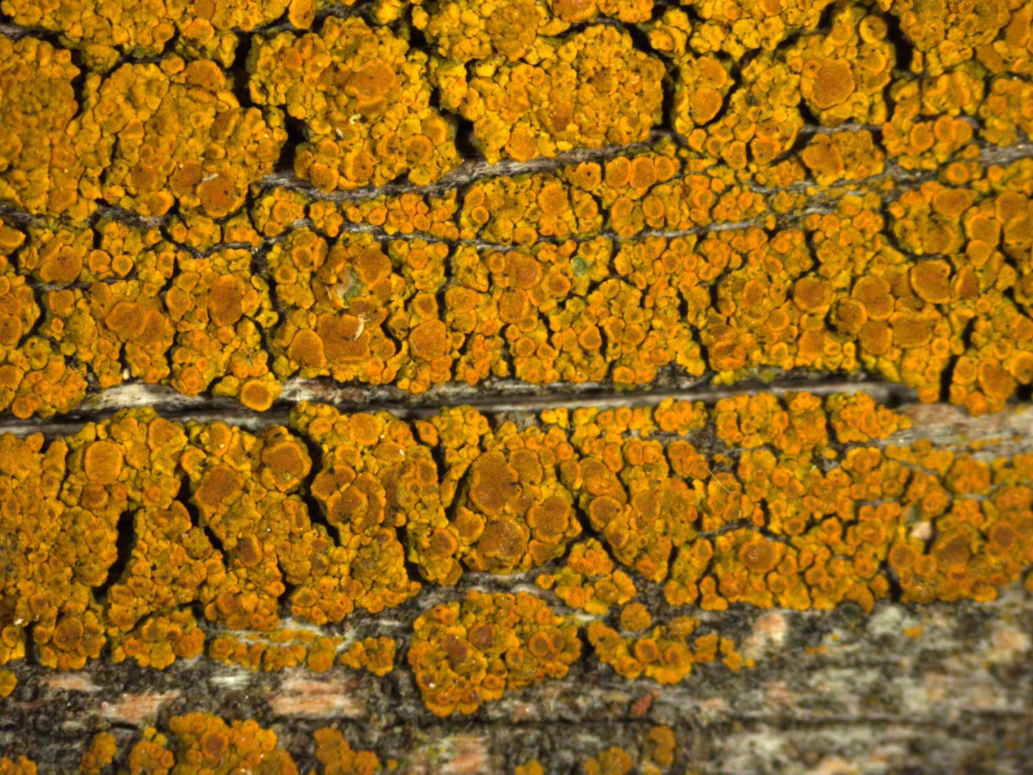 Candelariella vitellina Mikroskop