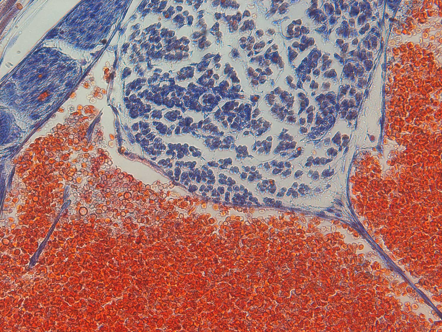 Wirbelsäule Mikroskopaufnahme