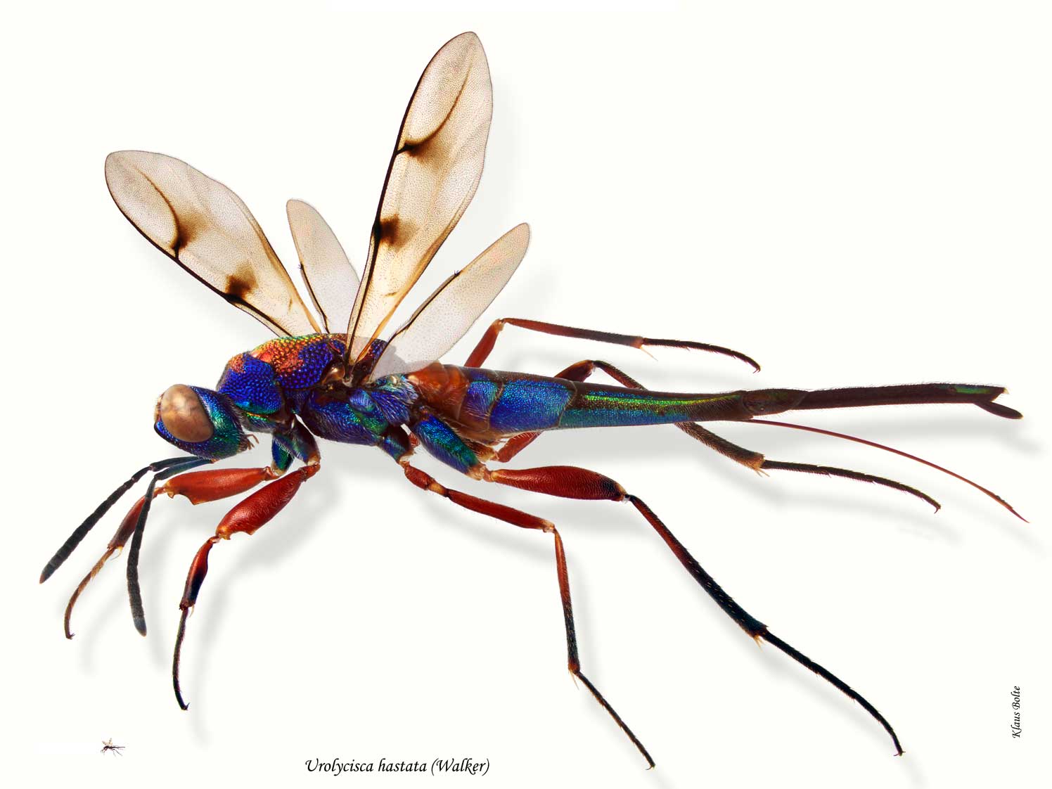 Insekt unter Mikroskopkamera