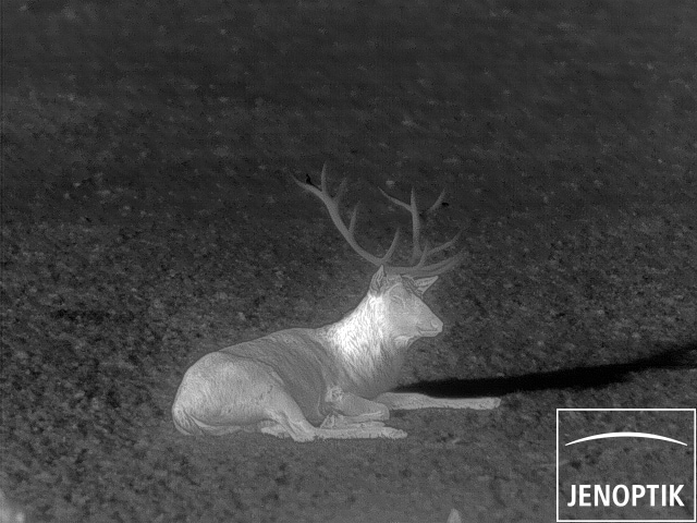 deer ir recording evidir