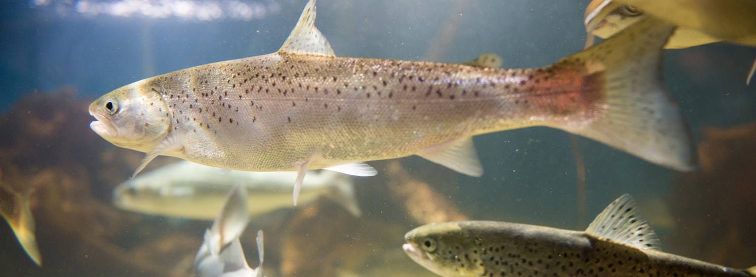 Lachsläuse bei Fischen